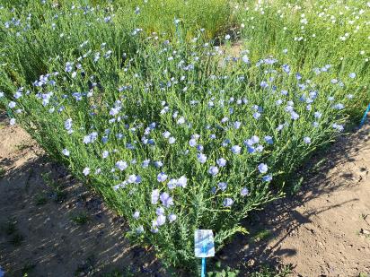 Click for 1 image(s) for this accession.